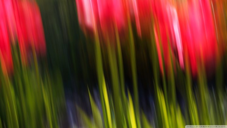 tulips, Blur HD Wallpaper Desktop Background