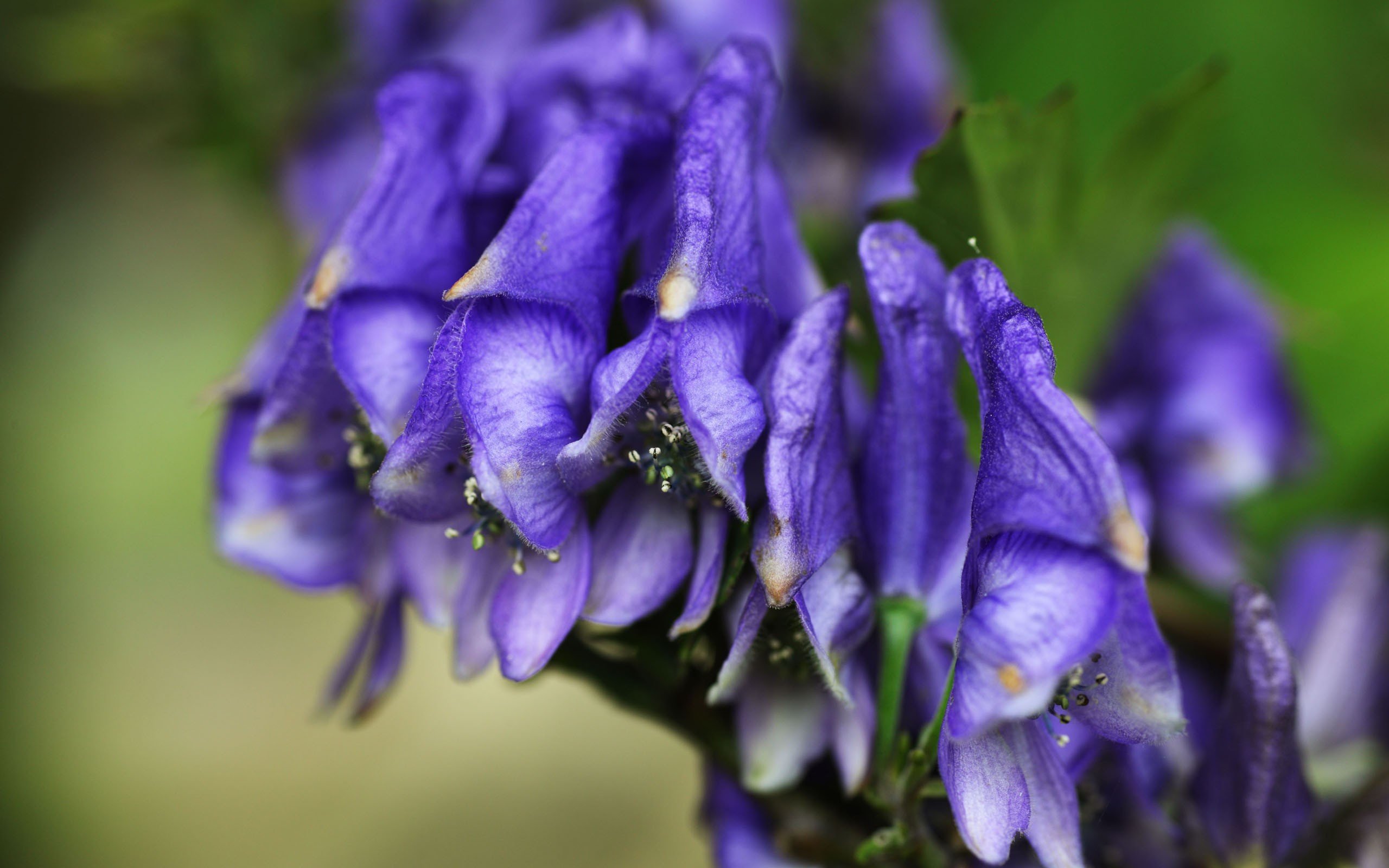 nature, Trees, Flowers, Forests, Purple, Flowers Wallpaper