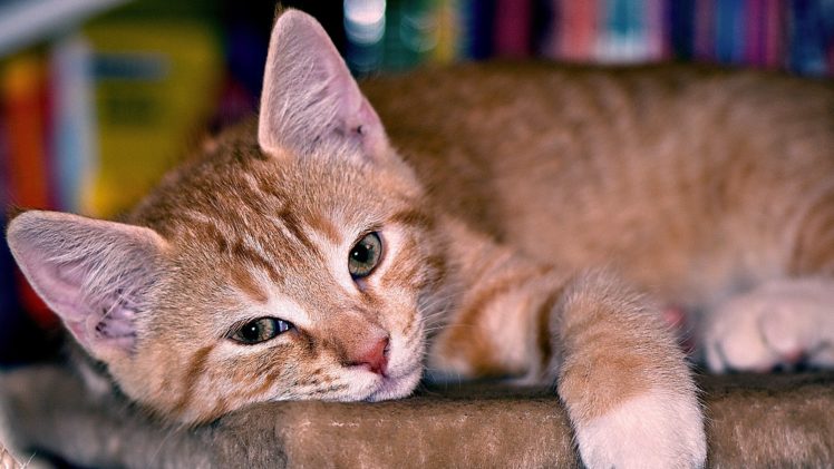cats, Animals, Lying, Down HD Wallpaper Desktop Background