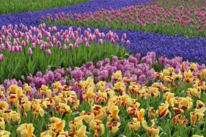 nature, Multicolor, Flowers, Tulips, Hyacinths