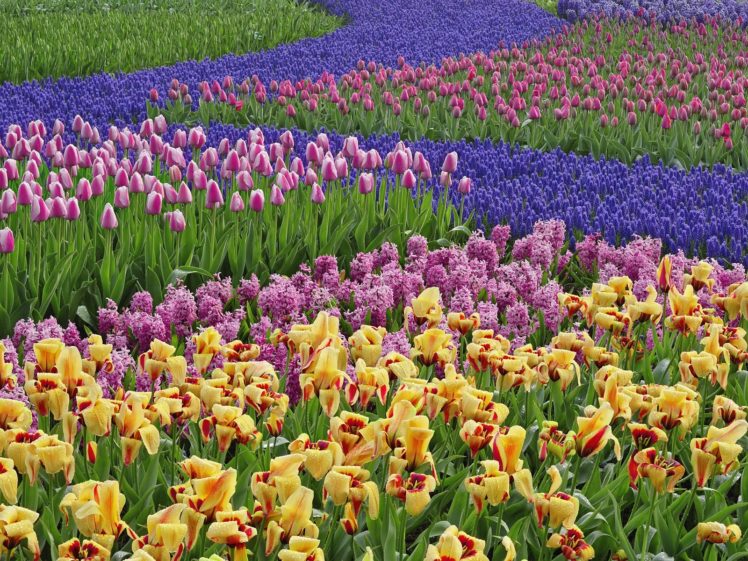 nature, Multicolor, Flowers, Tulips, Hyacinths HD Wallpaper Desktop Background