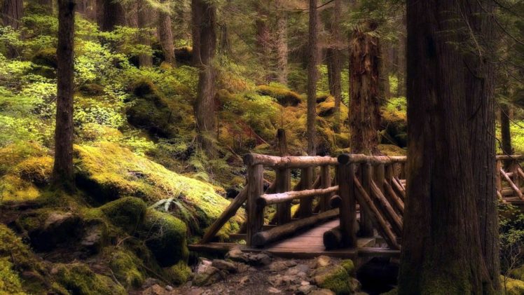 landscapes, Nature, Forests, Bridges HD Wallpaper Desktop Background