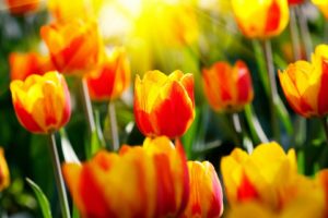 nature, Flowers, Tulips, Sunlight