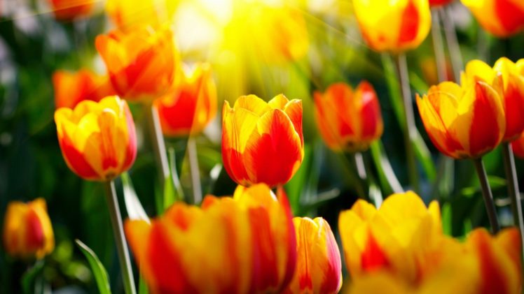 nature, Flowers, Tulips, Sunlight HD Wallpaper Desktop Background