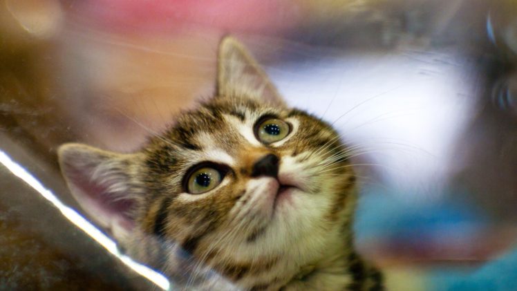 close up, Cats, Animals, Kittens HD Wallpaper Desktop Background
