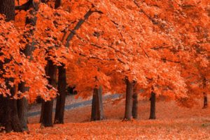 trees, Autumn