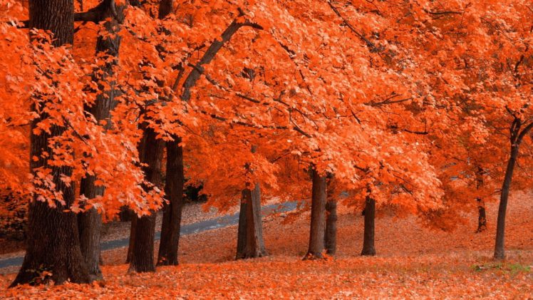 trees, Autumn HD Wallpaper Desktop Background