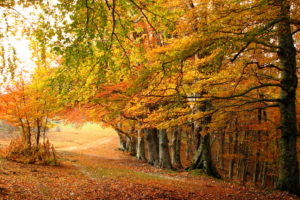 landscapes, Nature, Trees, Forest, Fall, Autumn, Seasons