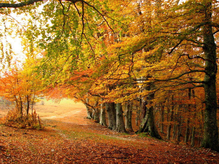 landscapes, Nature, Trees, Forest, Fall, Autumn, Seasons HD Wallpaper Desktop Background