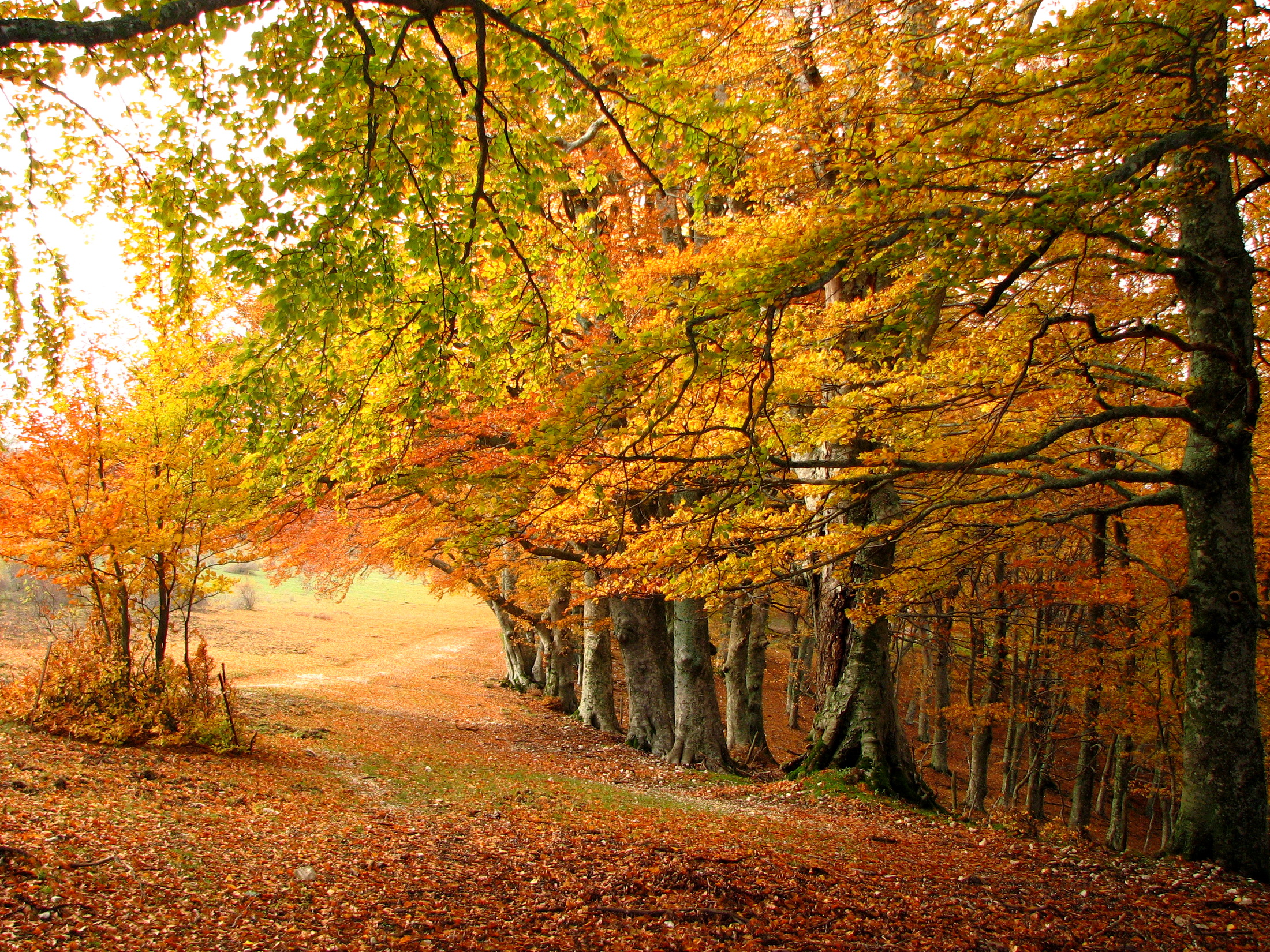 landscapes, Nature, Trees, Forest, Fall, Autumn, Seasons Wallpaper