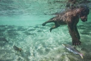 bear, Diving, Salmon