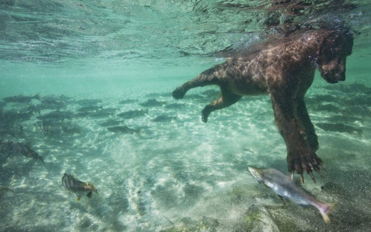 bear, Diving, Salmon HD Wallpaper Desktop Background