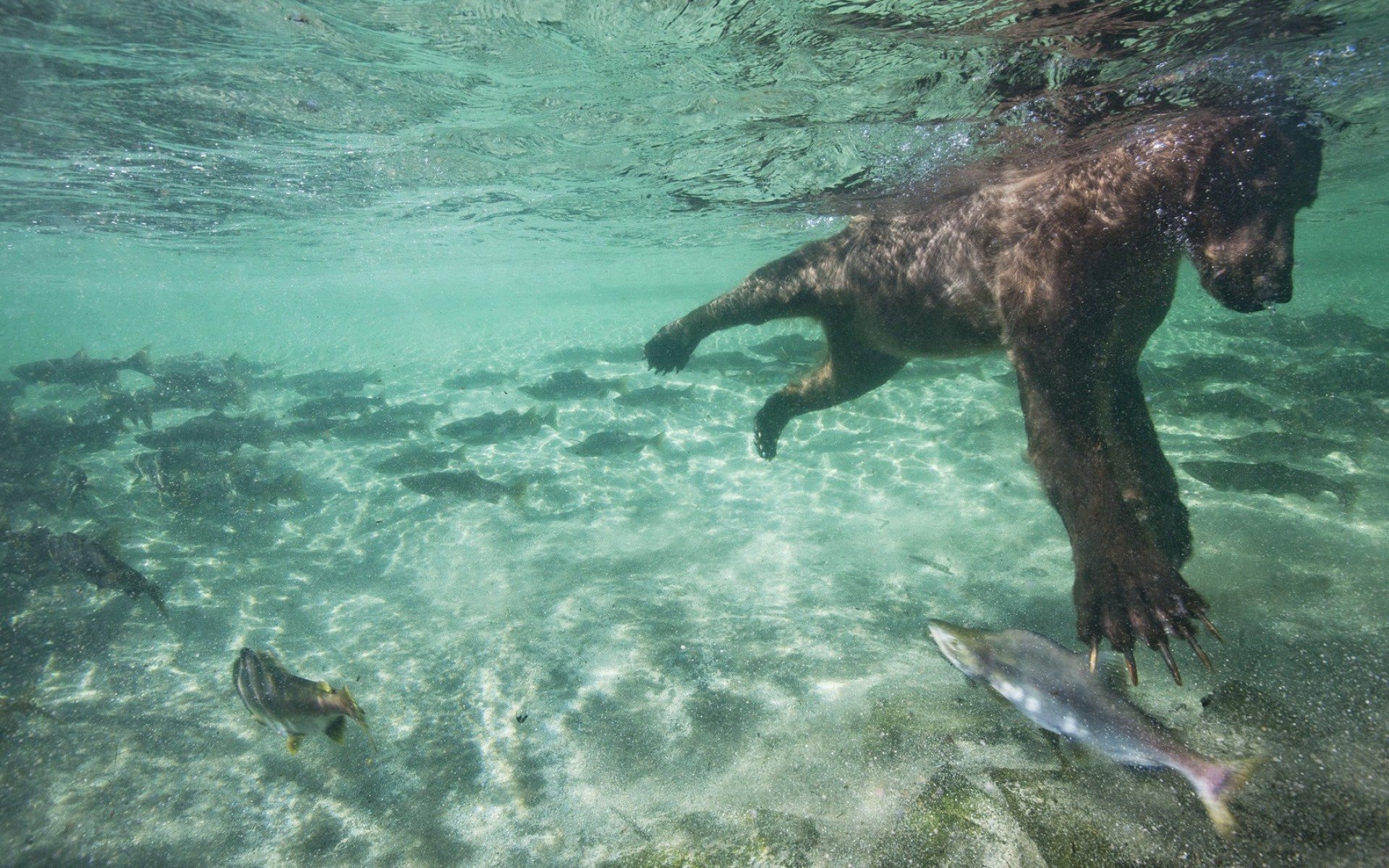 bear, Diving, Salmon Wallpaper