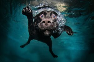 dog, Diving