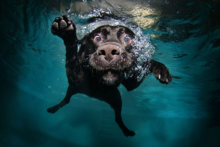 dog, Diving HD Wallpaper Desktop Background
