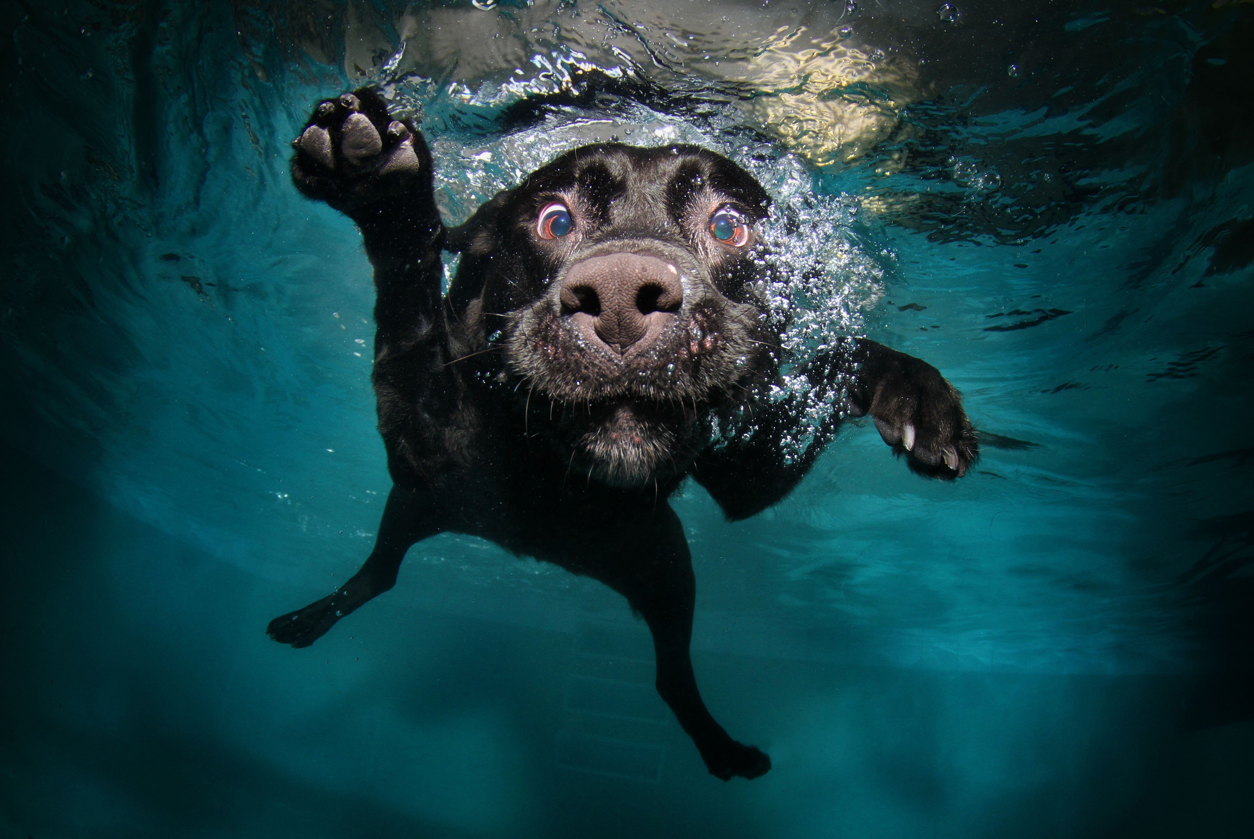 dog, Diving Wallpaper