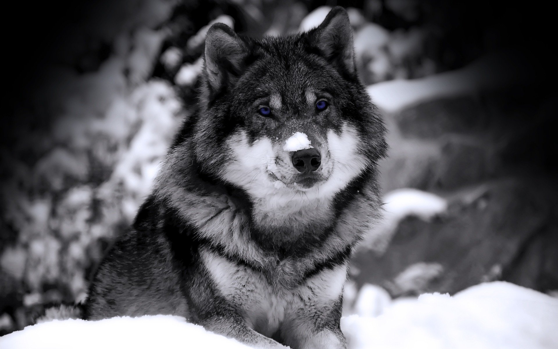 close up, Nature, Snow, Animals, Husky, Grayscale, Selective, Coloring, Siberian, Husky, Wolves Wallpaper