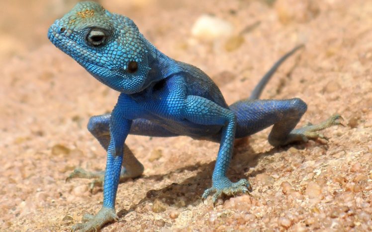 animals, Lizards HD Wallpaper Desktop Background