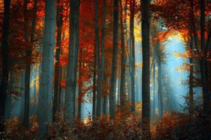 nature, Trees, Autumn, Forests, Red, Leaf