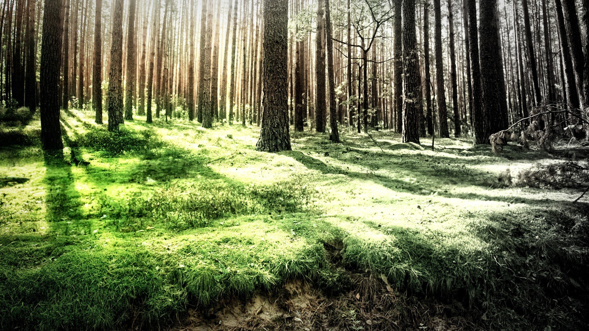 forests Wallpaper