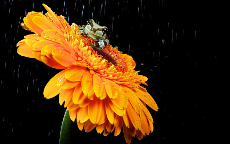 animals, Frogs, Flowers, Colors, Contrast, Water drops, Waterdrop HD Wallpaper Desktop Background