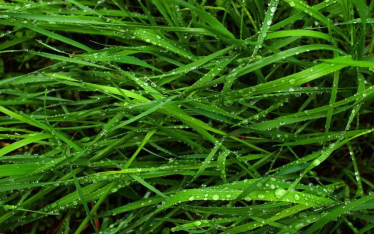 nature, Grass, Wet, Plants HD Wallpaper Desktop Background