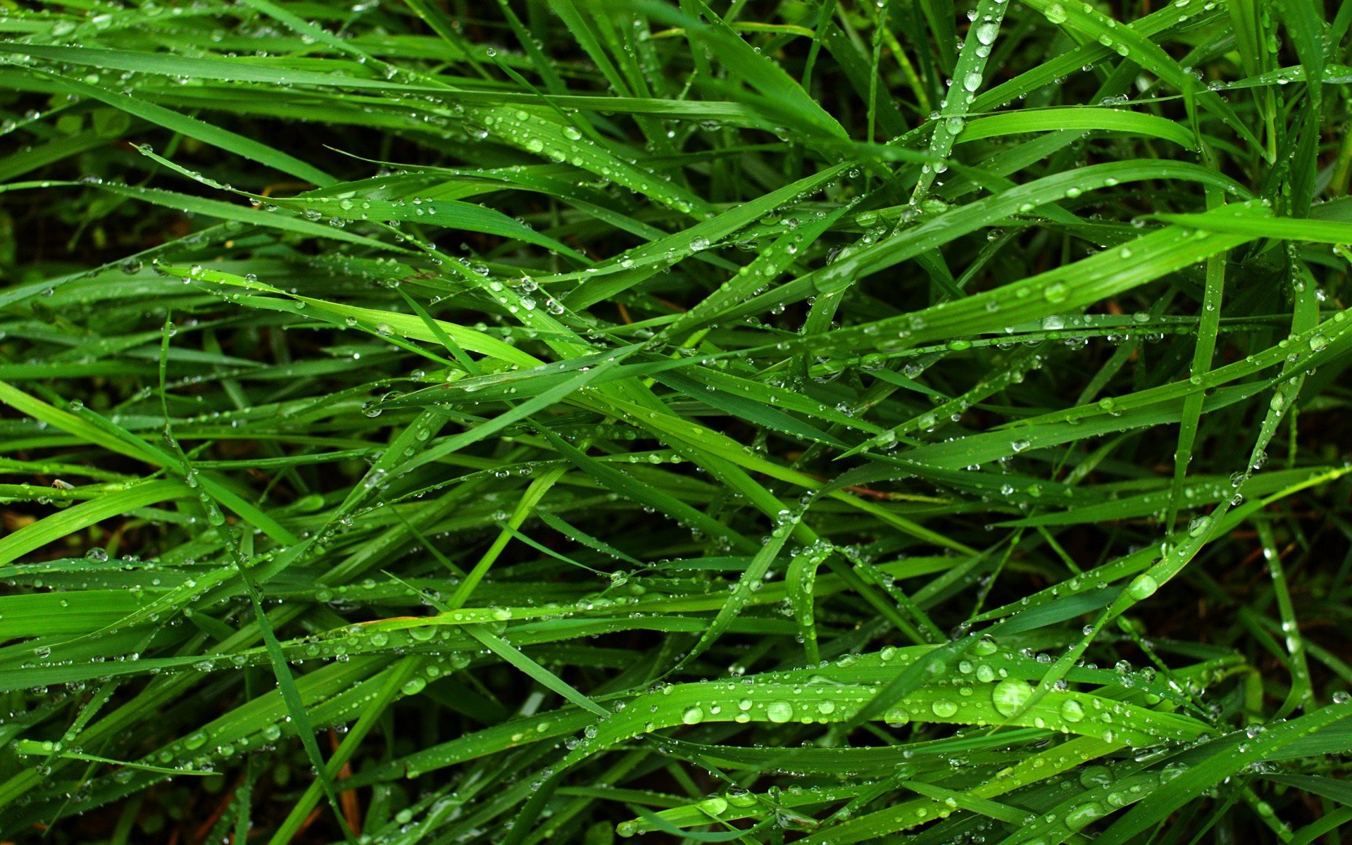 nature, Grass, Wet, Plants Wallpaper