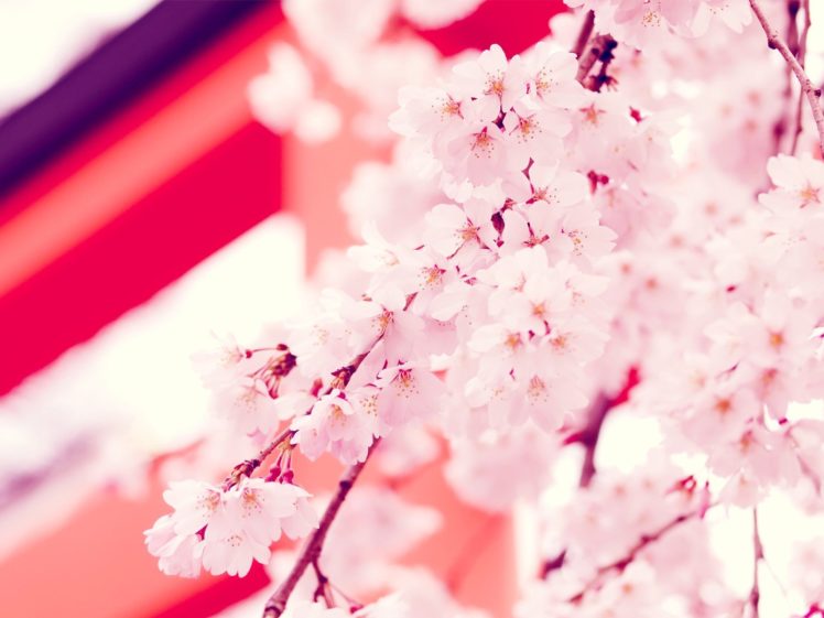 spring, Flowers, Cherry, Blossom, Pink HD Wallpaper Desktop Background