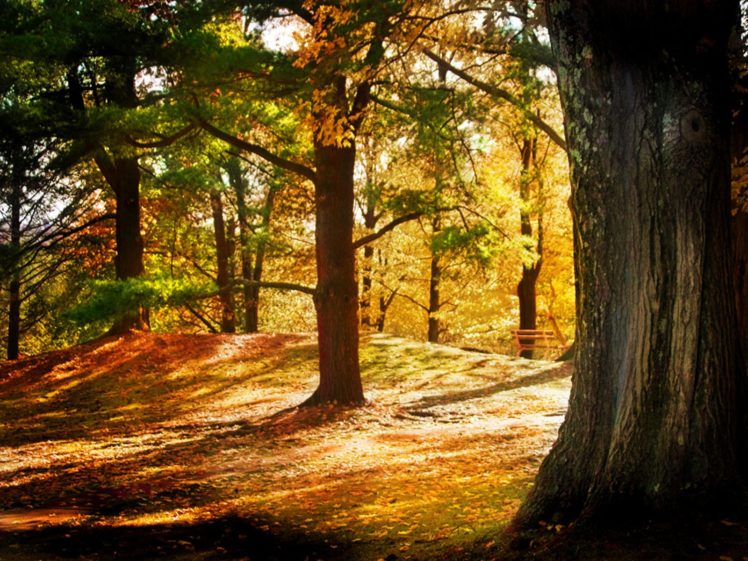 forest, Wood, Autumn HD Wallpaper Desktop Background