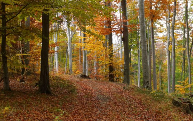 autumn, Forest, Wood, Leaves HD Wallpaper Desktop Background