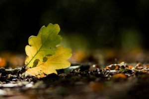 fallen, Leaves