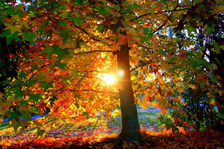 nature, Landscapes, Trees, Forest, Autumn, Fall, Seasons HD Wallpaper Desktop Background