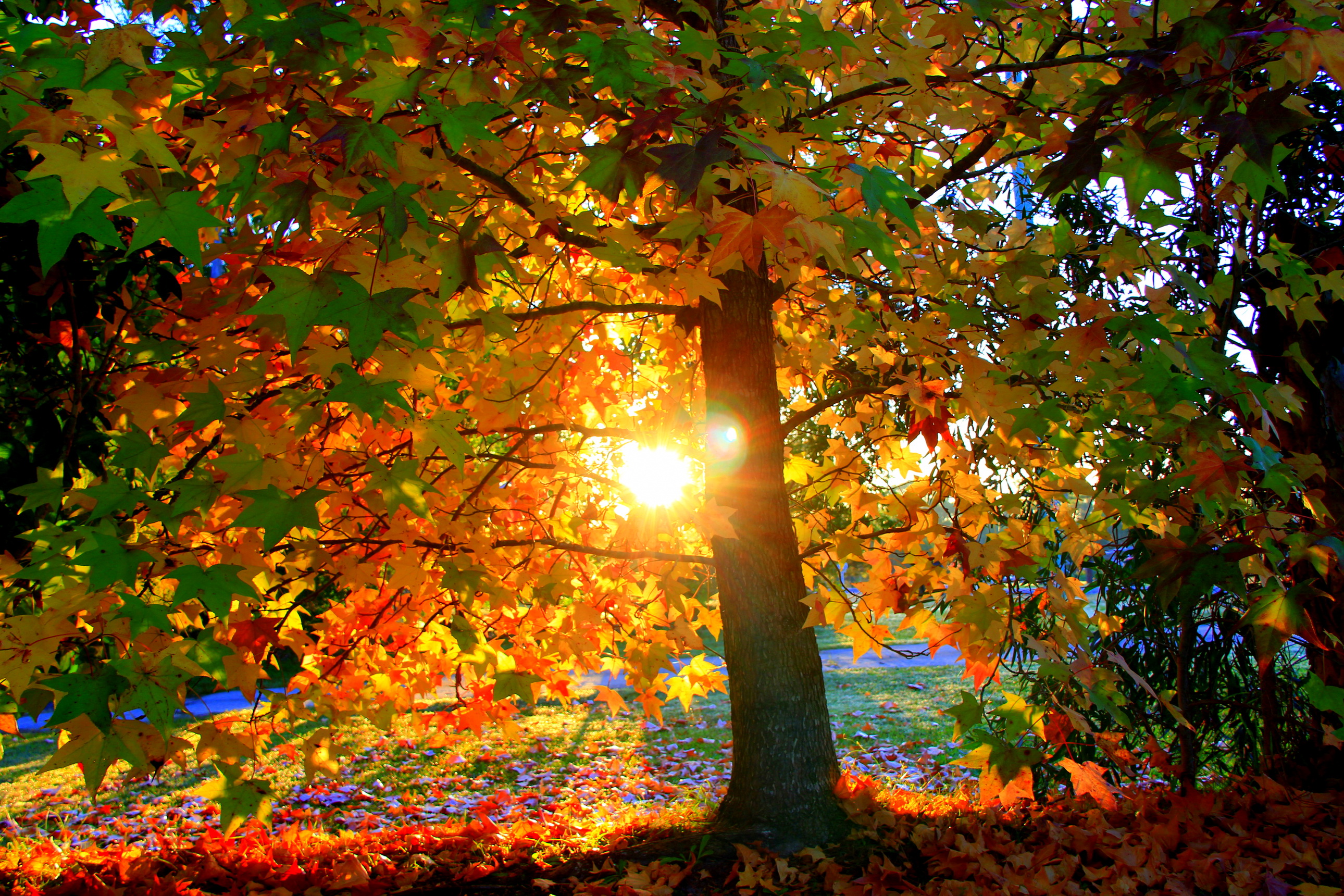 nature, Landscapes, Trees, Forest, Autumn, Fall, Seasons Wallpaper