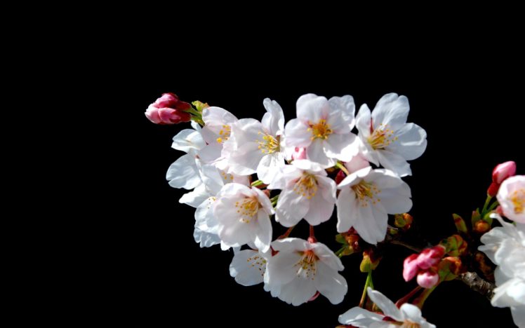 nature, Blossoms HD Wallpaper Desktop Background