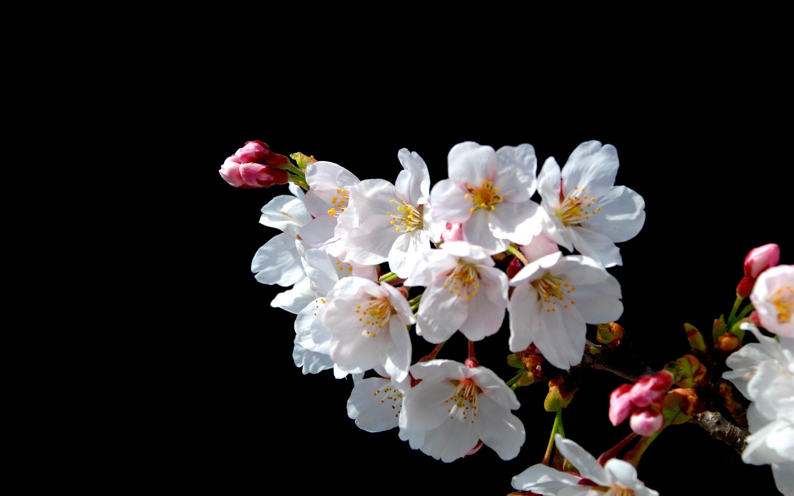 nature, Blossoms Wallpaper