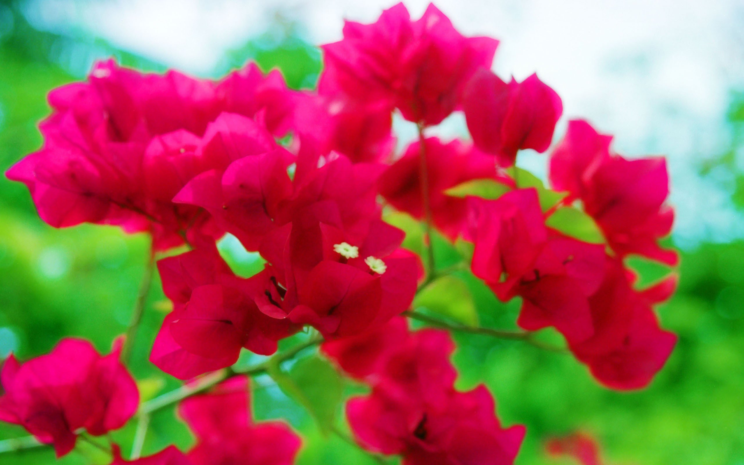 nature, Trees, Flowers, Forests, Bougainvillea Wallpaper