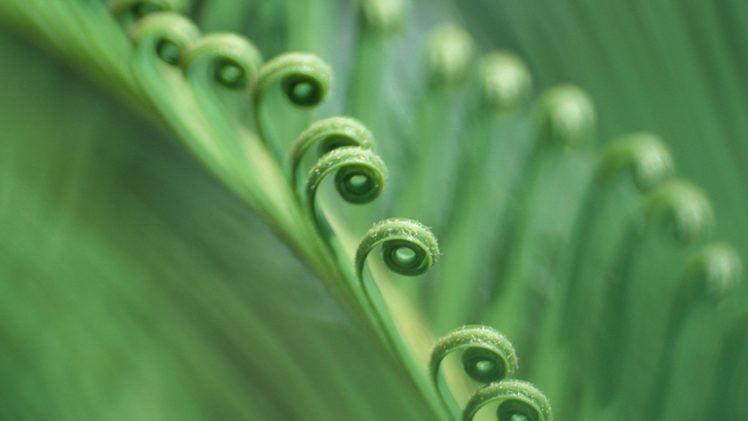 green, Nature, Leaves, Plants HD Wallpaper Desktop Background
