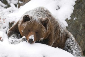 nature, Snow, Animals, Bears, Rest