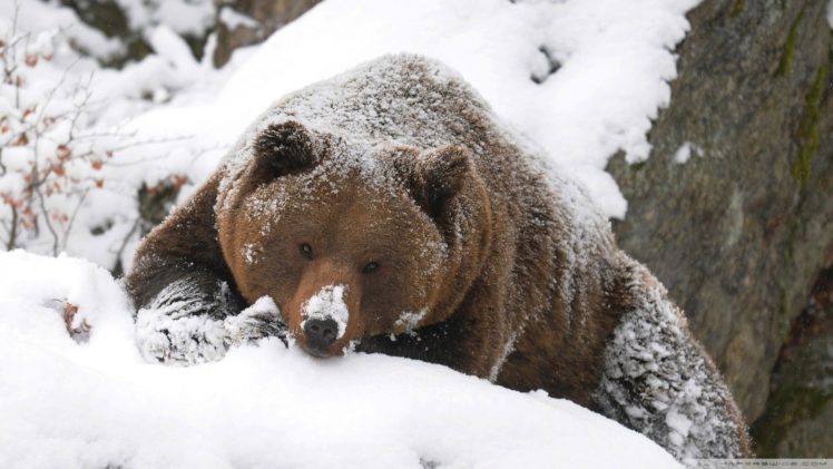nature, Snow, Animals, Bears, Rest HD Wallpaper Desktop Background
