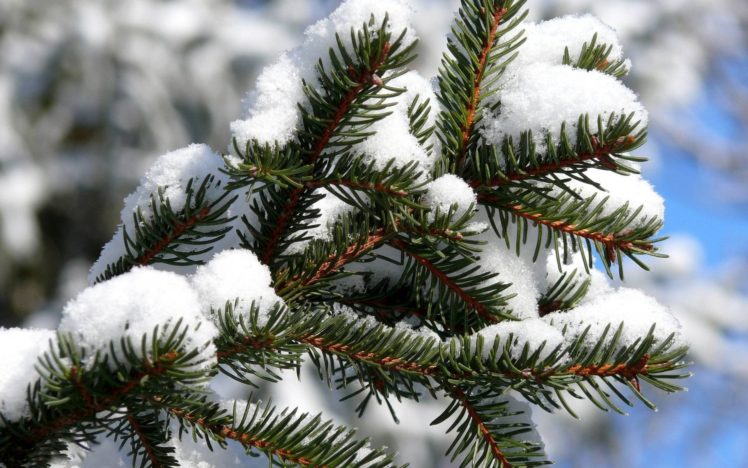 landscapes, Nature, Snow, Frost, Macro, Spruce, Depth, Of, Field HD Wallpaper Desktop Background