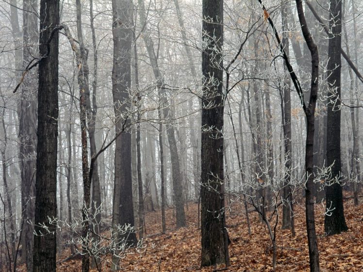 landscapes, Nature, Forests, Frost, Fallen, Leaves HD Wallpaper Desktop Background