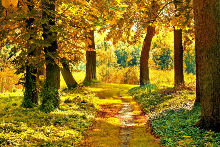 nature, Landscapes, Trees, Forest, Path, Pathway, Autumn, Fall, Seasons HD Wallpaper Desktop Background
