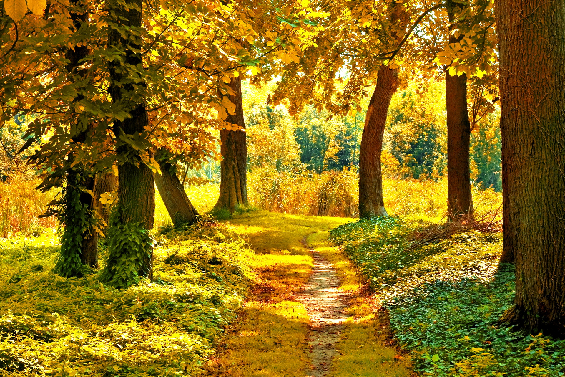nature, Landscapes, Trees, Forest, Path, Pathway, Autumn, Fall, Seasons Wallpaper