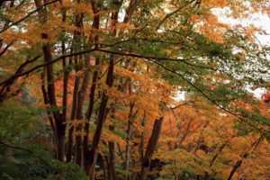 nature, Trees, Autumn