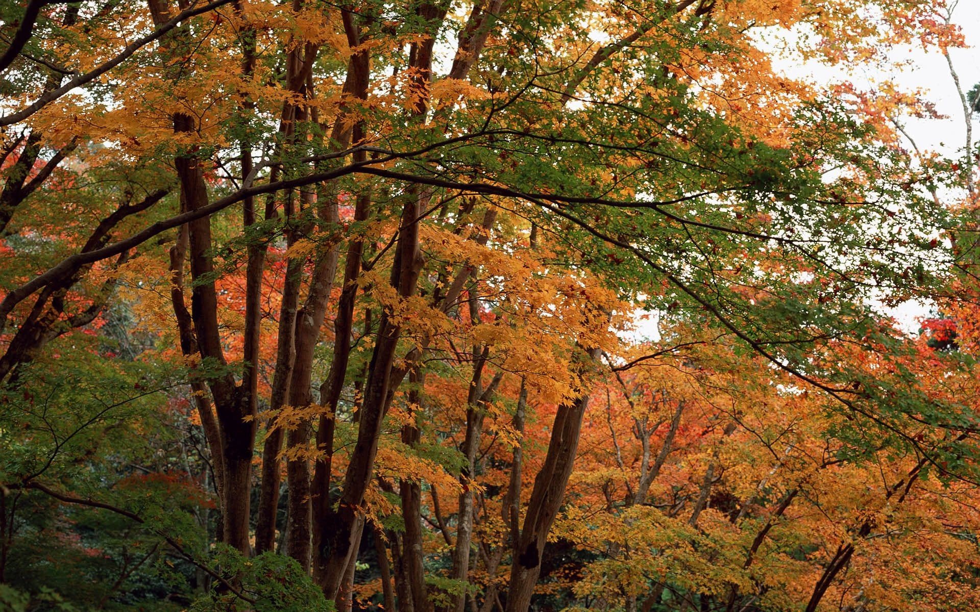 nature, Trees, Autumn Wallpaper