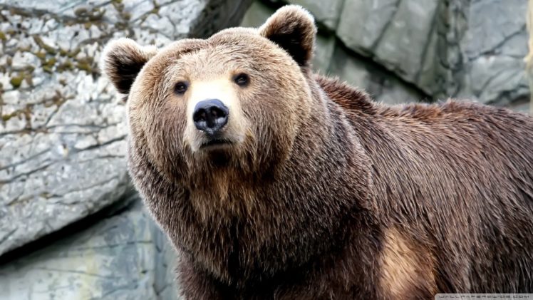 nature, Animals, Bears, Brown, Bears HD Wallpaper Desktop Background
