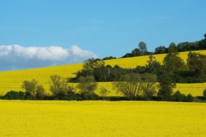 landscapes, Nature, Fields, Yellow, Field, Land