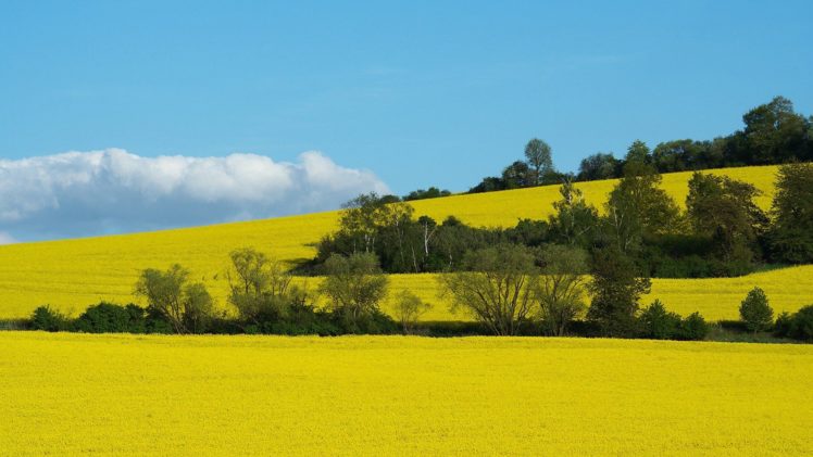 landscapes, Nature, Fields, Yellow, Field, Land HD Wallpaper Desktop Background