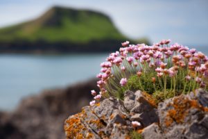 flowers, Rocks, Plants, Islands, Moss, Blurred, Background