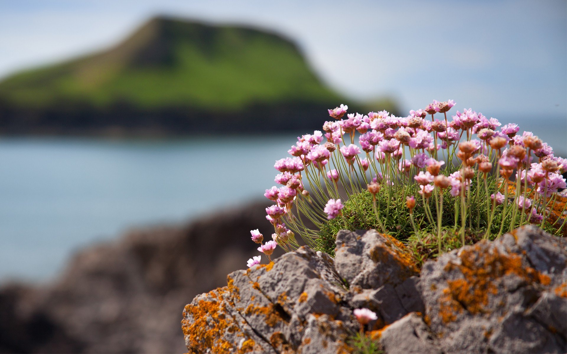 flowers, Rocks, Plants, Islands, Moss, Blurred, Background Wallpaper